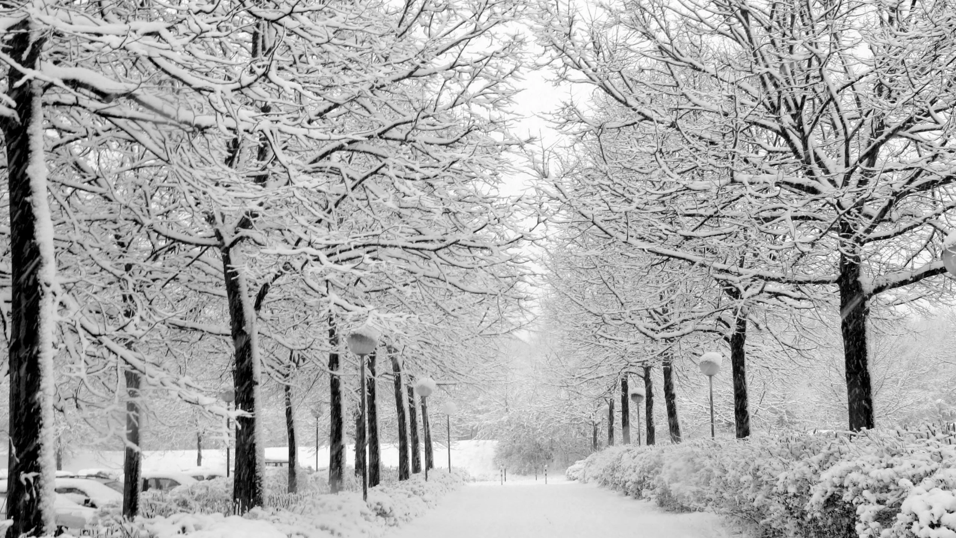 Snowy path background for your Online Meetings